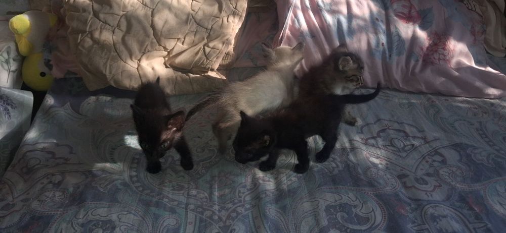 отдам котят бесплатно