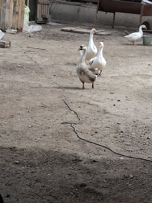 Гуси продам 15000 тг