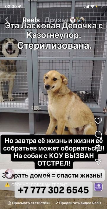 Забрать домой = спасти Жизнь..