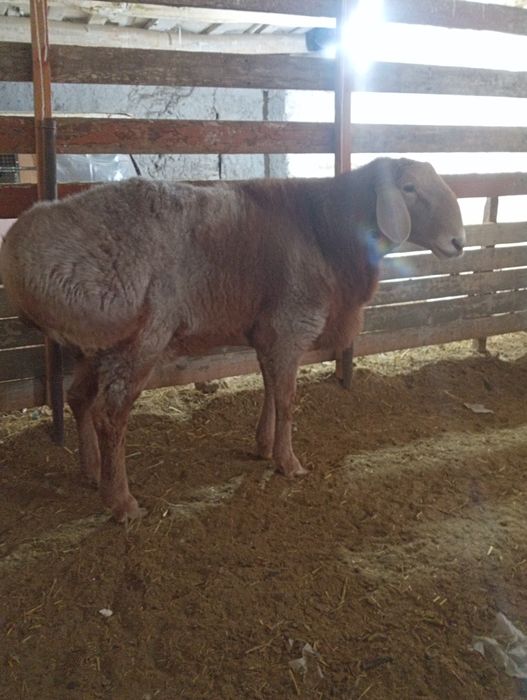 80линали арашан қўчқор сотилади. Нархи 12 млн