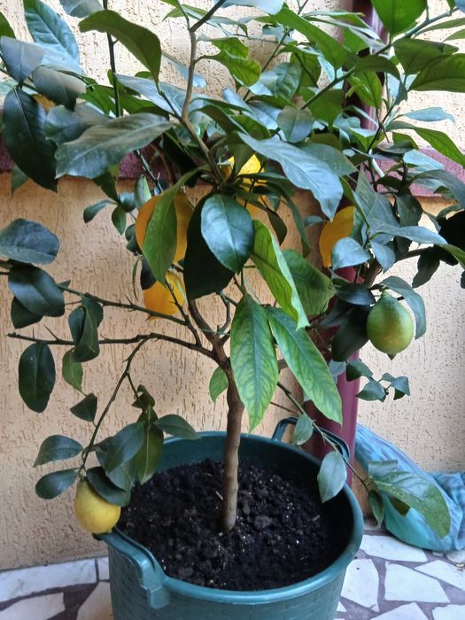 Pom fructiferi lămâi
