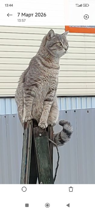 Нашелся молодой кот.