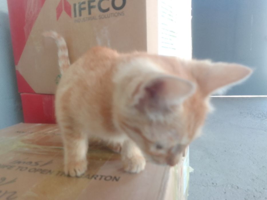 Mushuk yaxshi narxi 450000