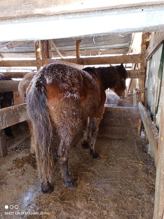 Продам тай жирный