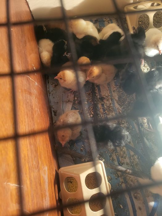 Несушка для циплят