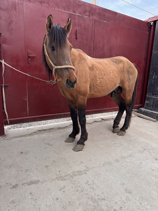 Айғыр мінгі сатылады