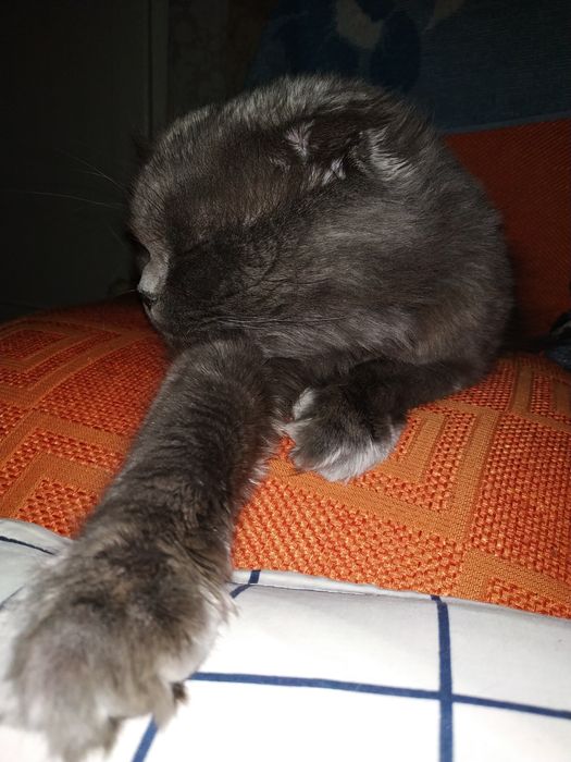 Вязка, котейка ищет невесту (Скоттиш-Фолд)