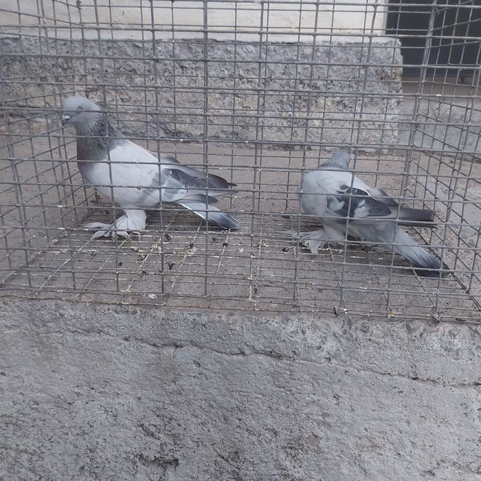 Касани пара гатовый лет с игрой сталбом