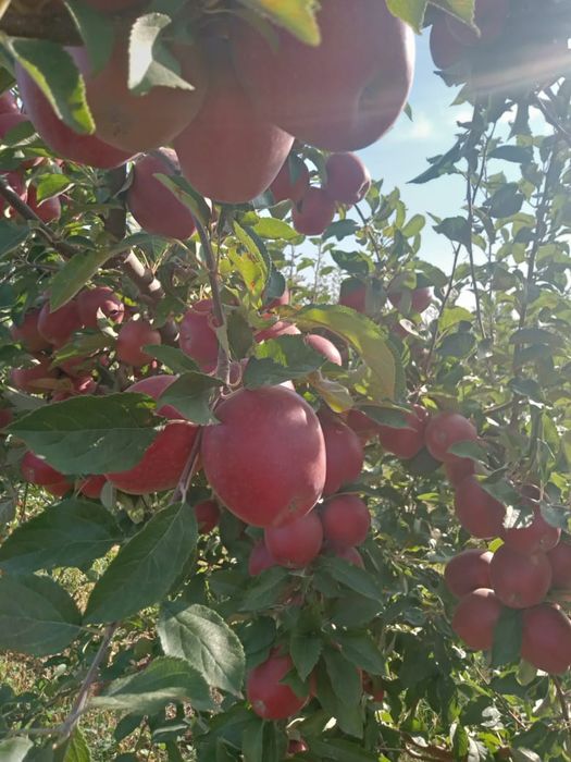 Продам плодоносящий сад