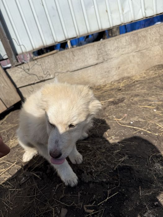 Шенки даром в хорошые руки