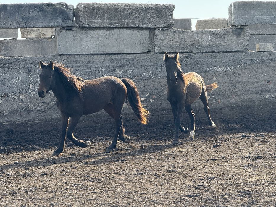 Продам кобыл с жеребятами