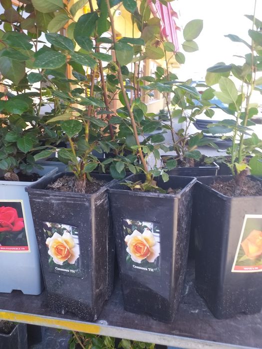 Vand trandafiri cataratori  la ghiveci  deosebiti