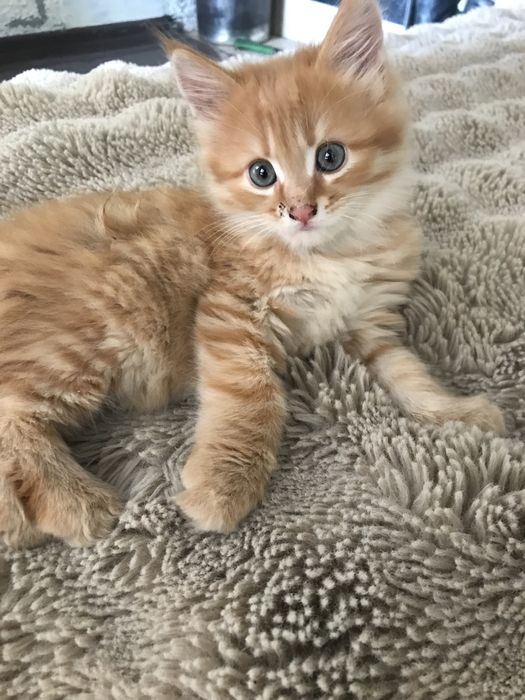 Отдам котенка в добрые руки