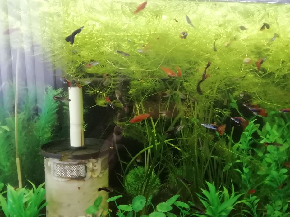 Аквариумные  растения. Роголистник.