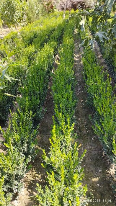 Devor Gullari sotiladi