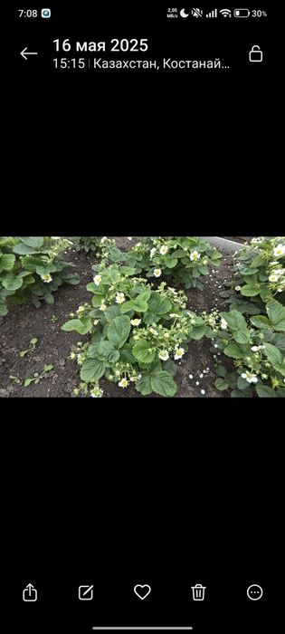 Рассада клубники!