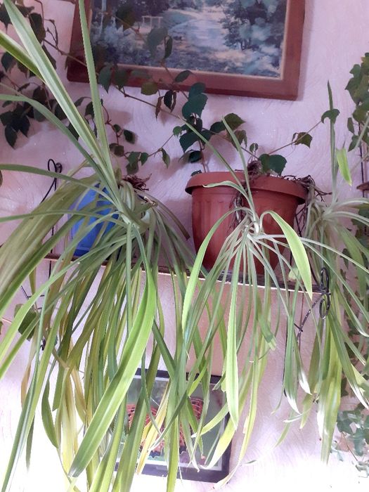 Комнатные цветы.