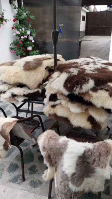 Обработени агнешки кожи 60лв за брой