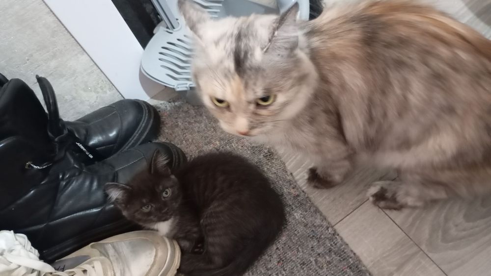 Отдам в добрые руки