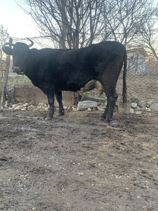 De vnzare vaca cu lapte