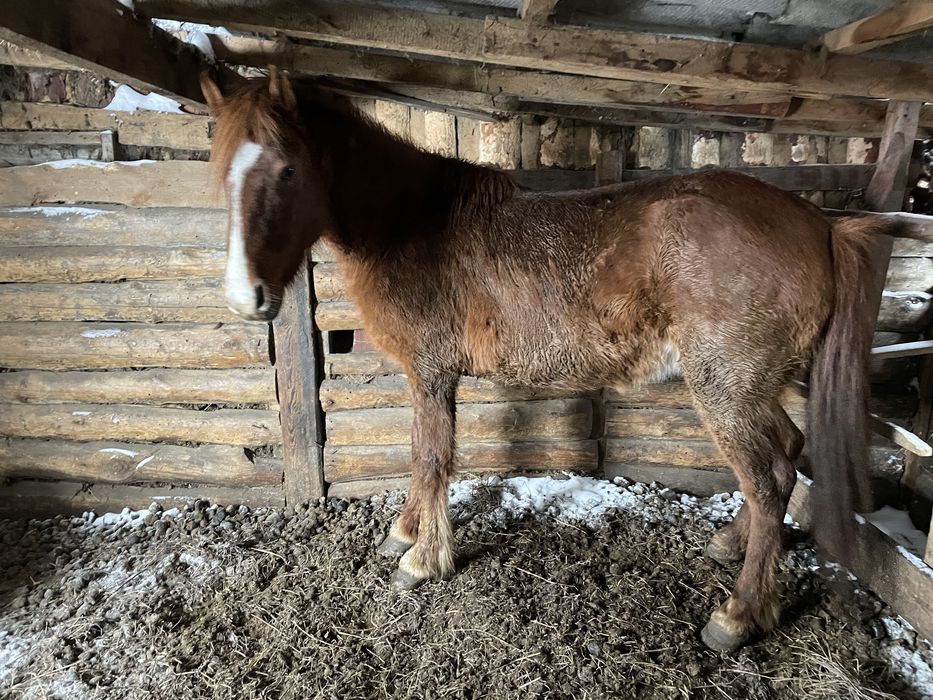 Продам кабылу 5 лет