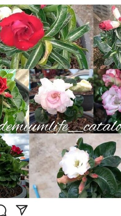 Продам семена адениума сорт Dorset Horn Arabicum