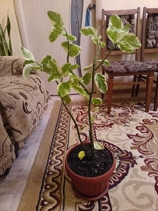 Продам цветы цены разные