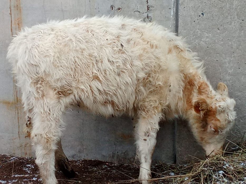 Продам телку подсосный