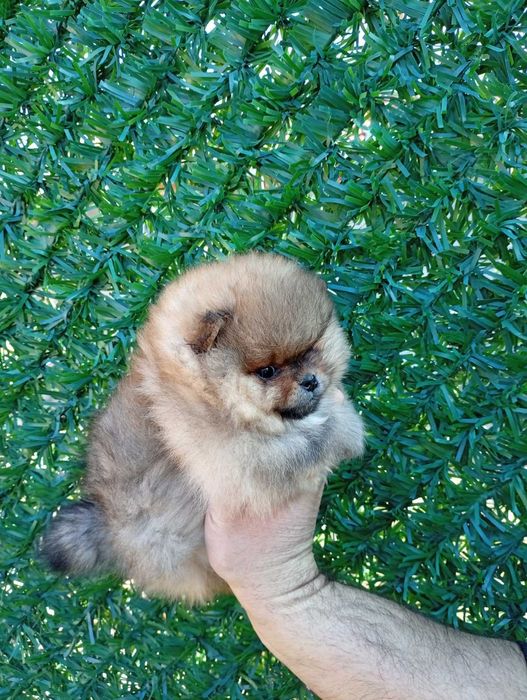 Мъжко померанче .