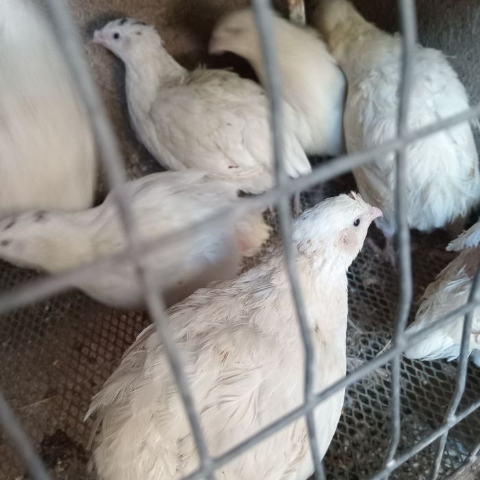 Продам  перепелок.