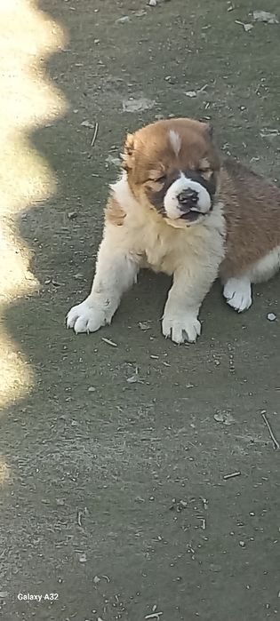 Алабай боласи сотилади  ургочи