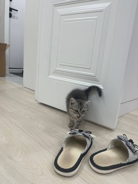 Британский котенок