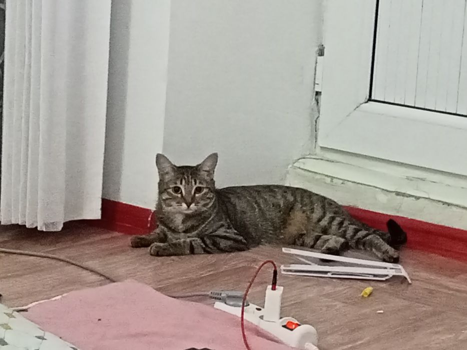 Кошка стрилизовнный тышқан аулайды