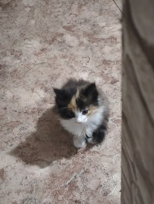 Котята в хорошие руки