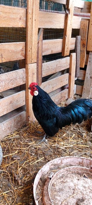 бентам хурозча сотилади 8 ойлик соглом гиждувонда