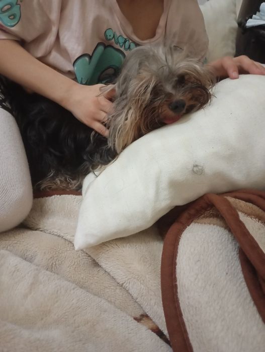 Продам Йорк мини