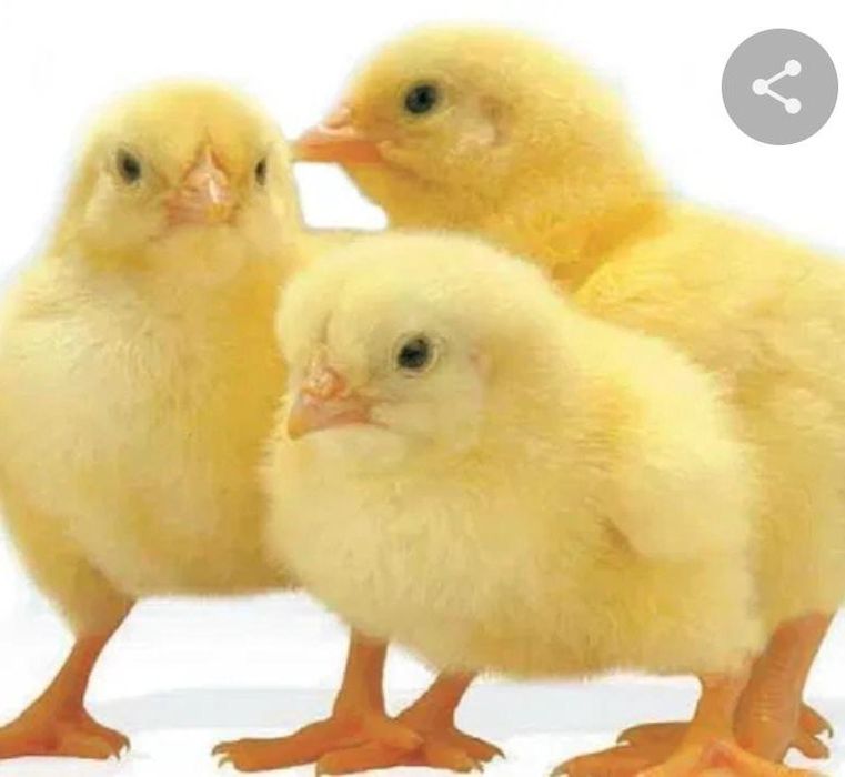 Цыплята бройлеры