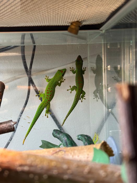 Soparla Phesulma Grandis Giant Day Gecko