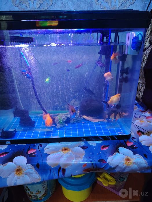 Akvarium baliqlari sotiladi.