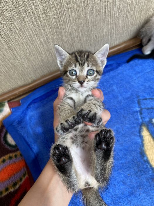 отдам котенка мальчик полосатый