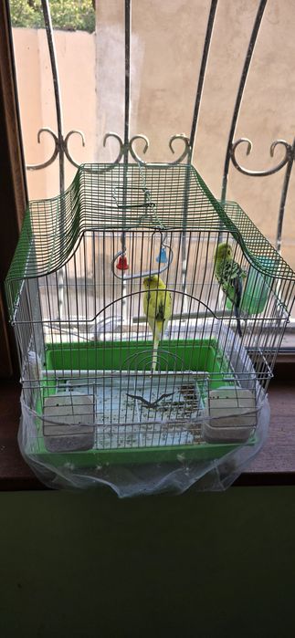 Папугай сатылады