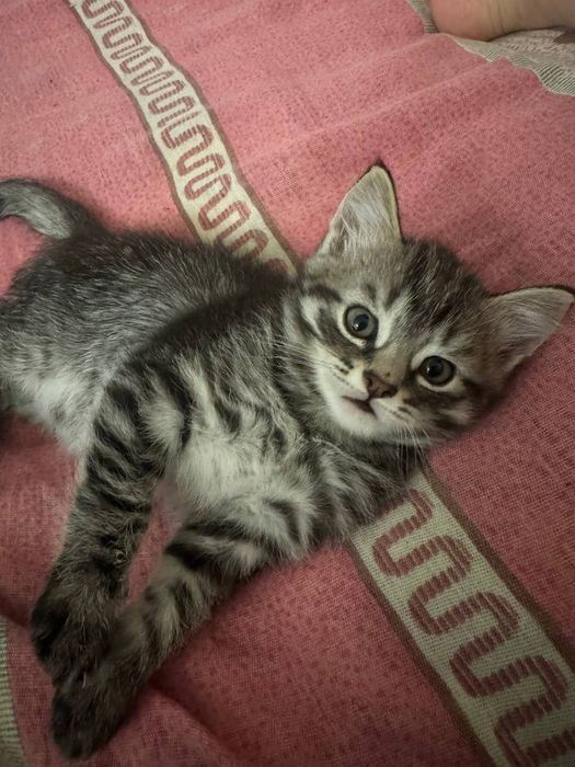 Отдам котёнка в добрые руки