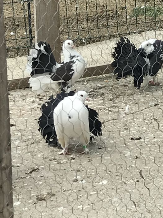 Porumbei Voltati / Rotati