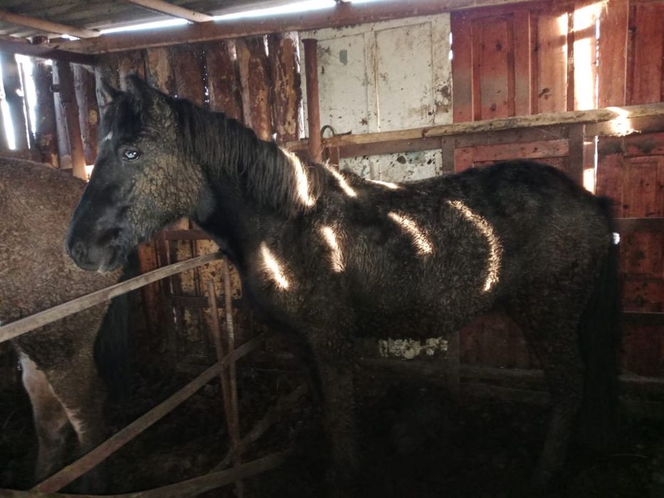 Продам откормленный тай