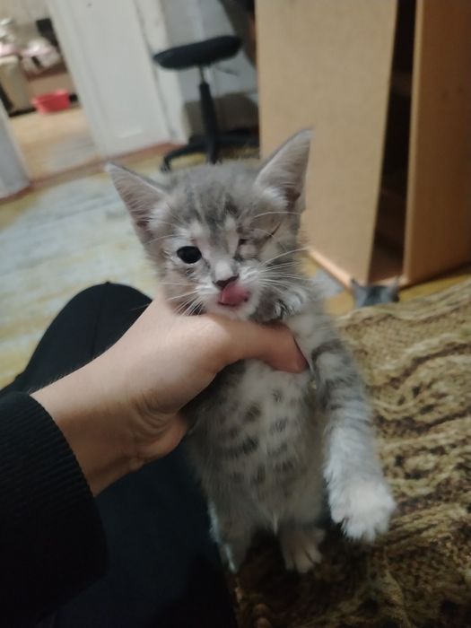 Отдам котят в добрые руки
