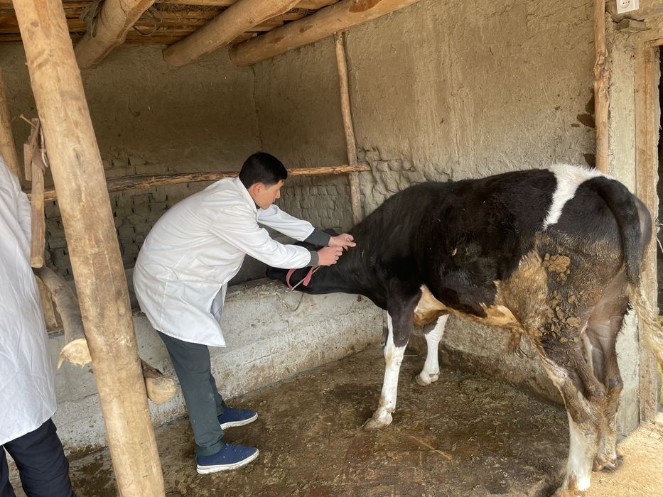 Veterinariya hizmat 24/7