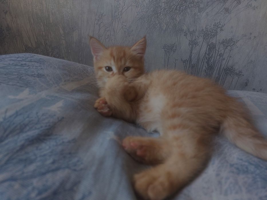 Котята–мальчики.