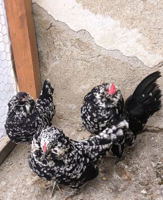 Oua de incubat Barboasa de Anvers