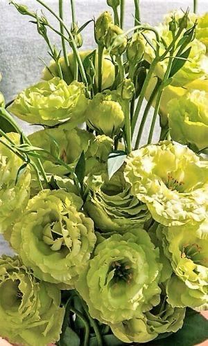 Эустома цветы рассада