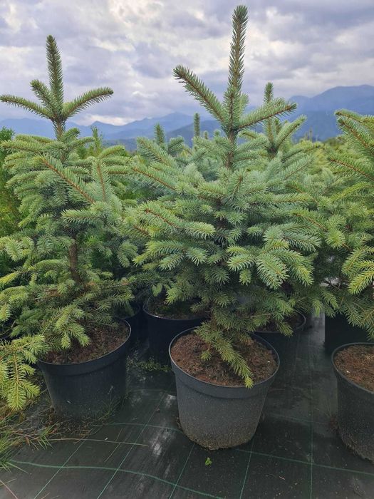 Lichidare STOC Brazi argintii 80 - 100 cm - 129 lei/buc (TVA inclus)